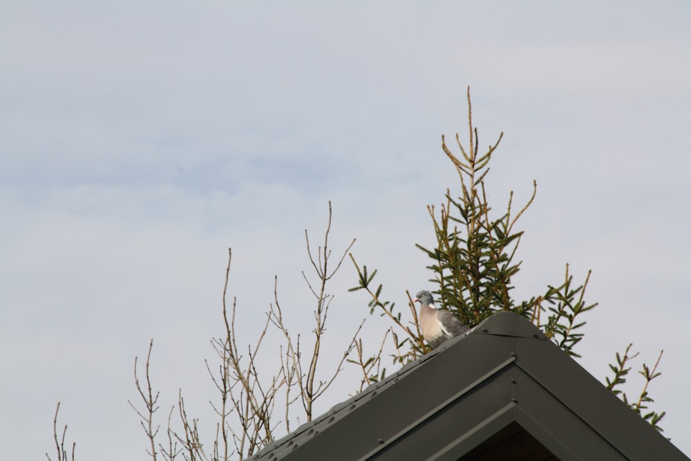 a bird sitting on top of a roof next to a tree