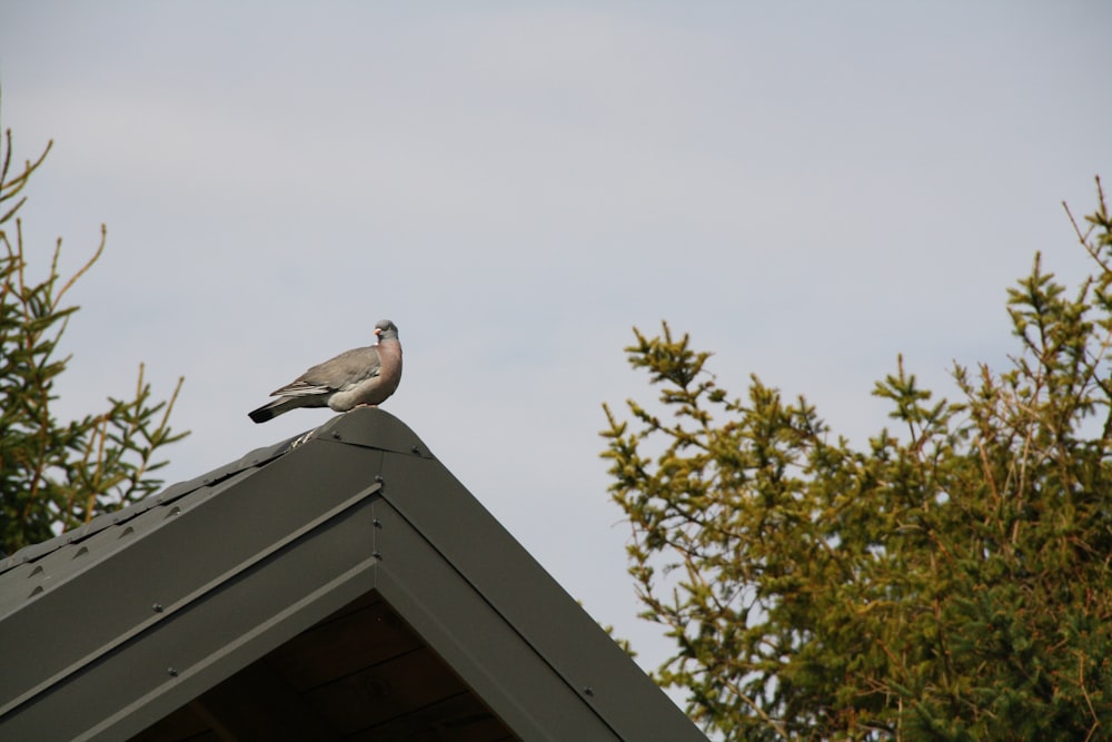 a bird is sitting on top of a roof