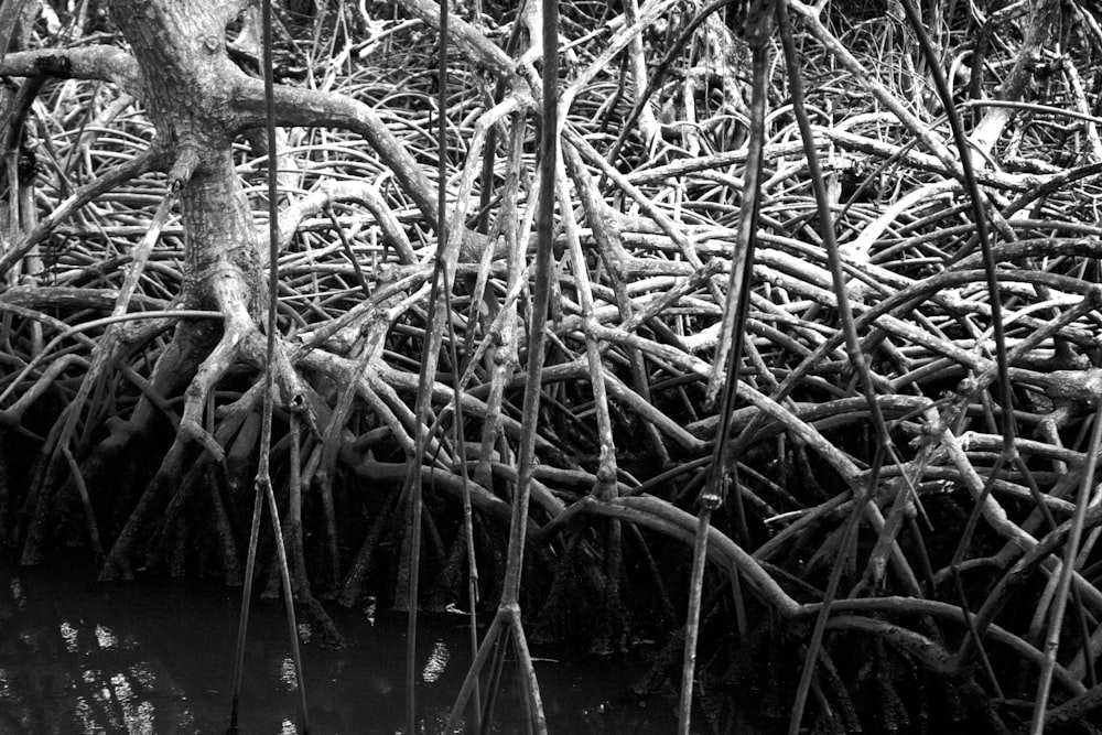 a black and white photo of a bunch of trees