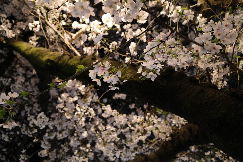 a close up of a tree with white flowers