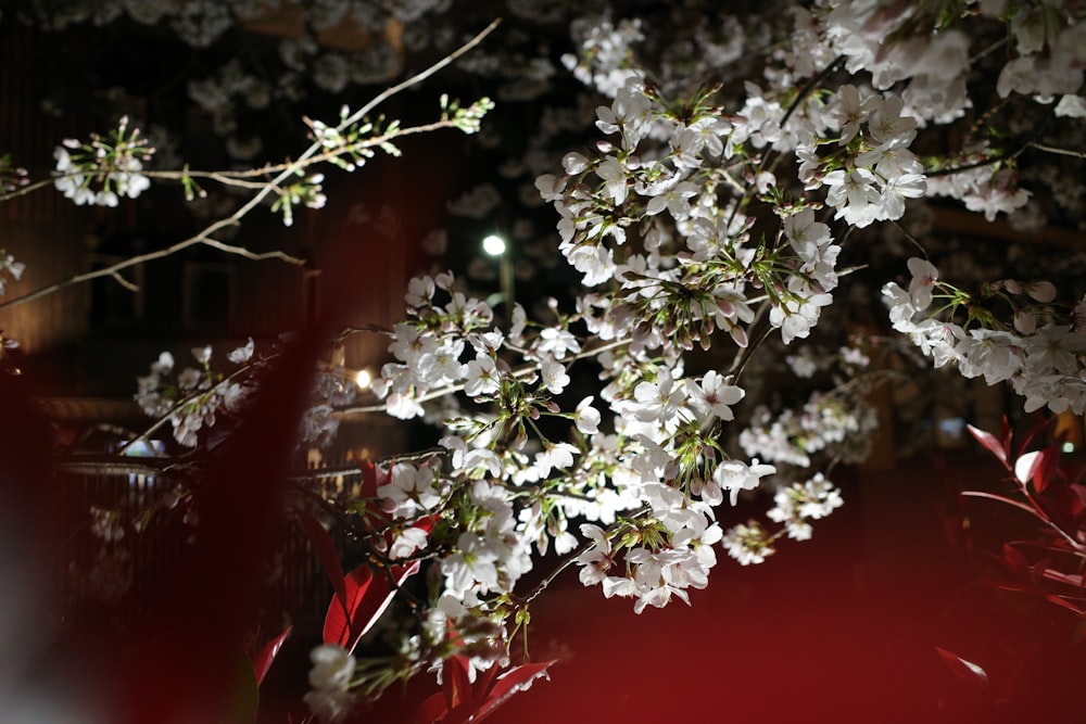 a bunch of white flowers on a tree