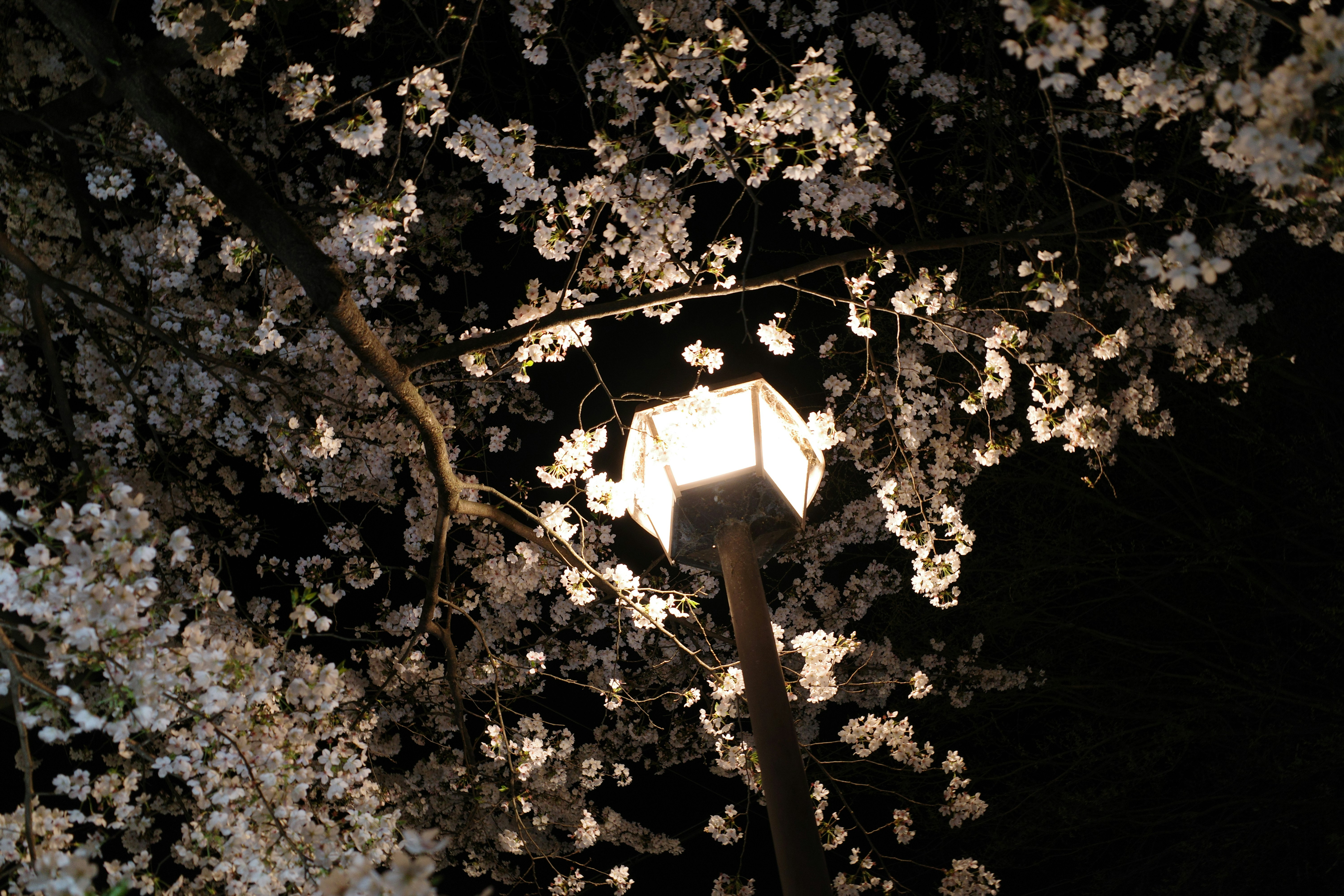 a street light surrounded by blossoming trees at night