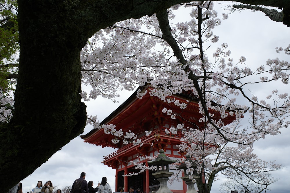 a group of people standing under a cherry blossom tree