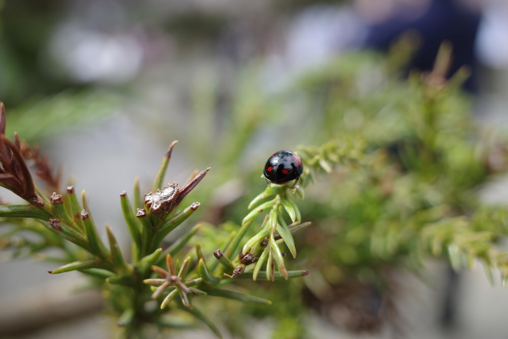 a lady bug sitting on top of a green plant