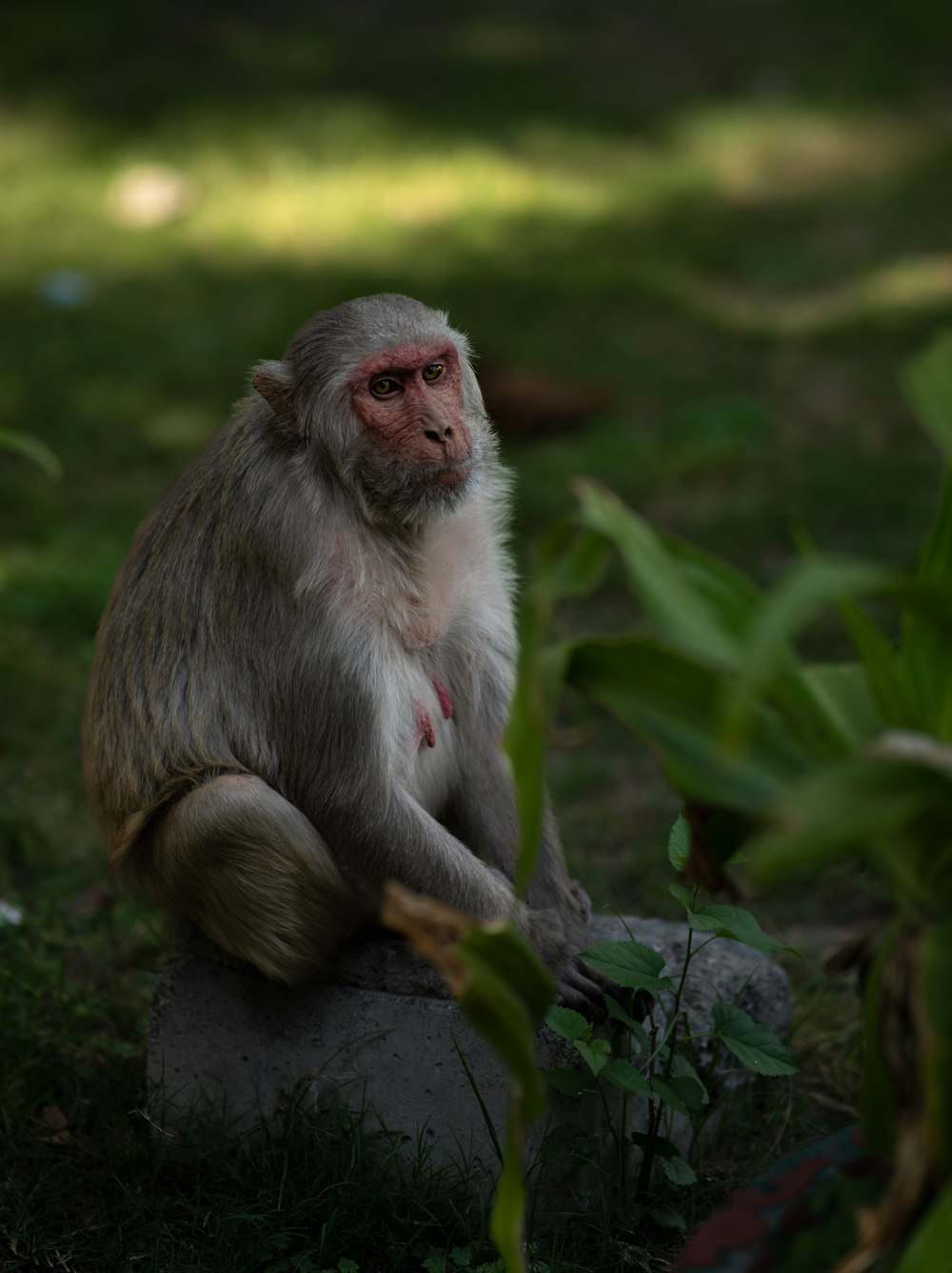 a monkey sitting on a rock in the grass