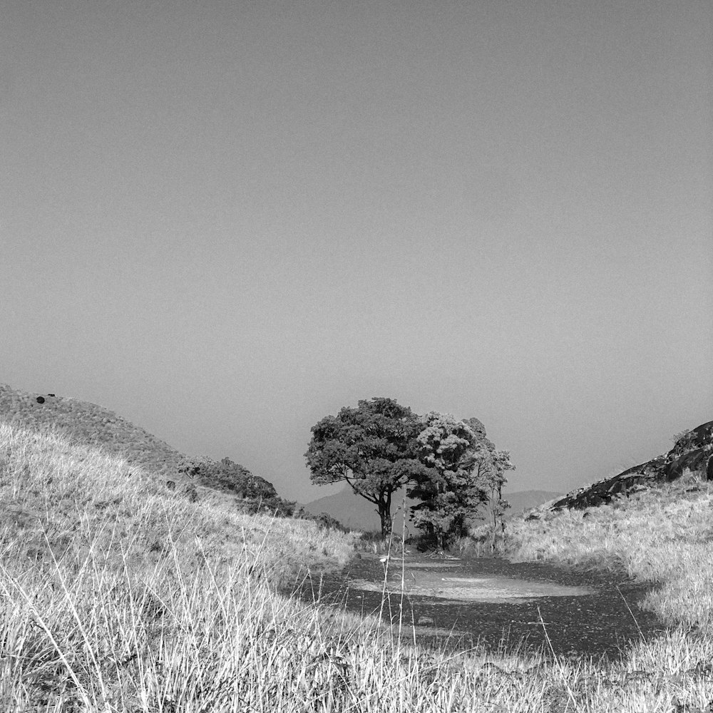 a black and white photo of a dirt road