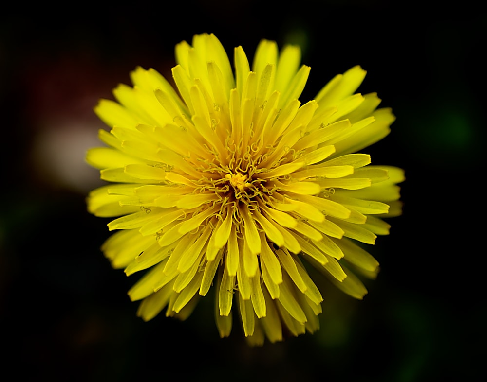 a close up of a yellow flower on a black background