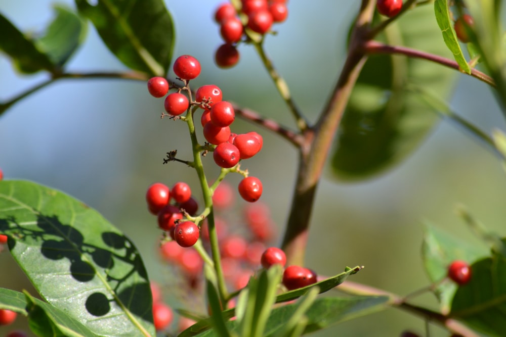 a close up of berries on a tree branch