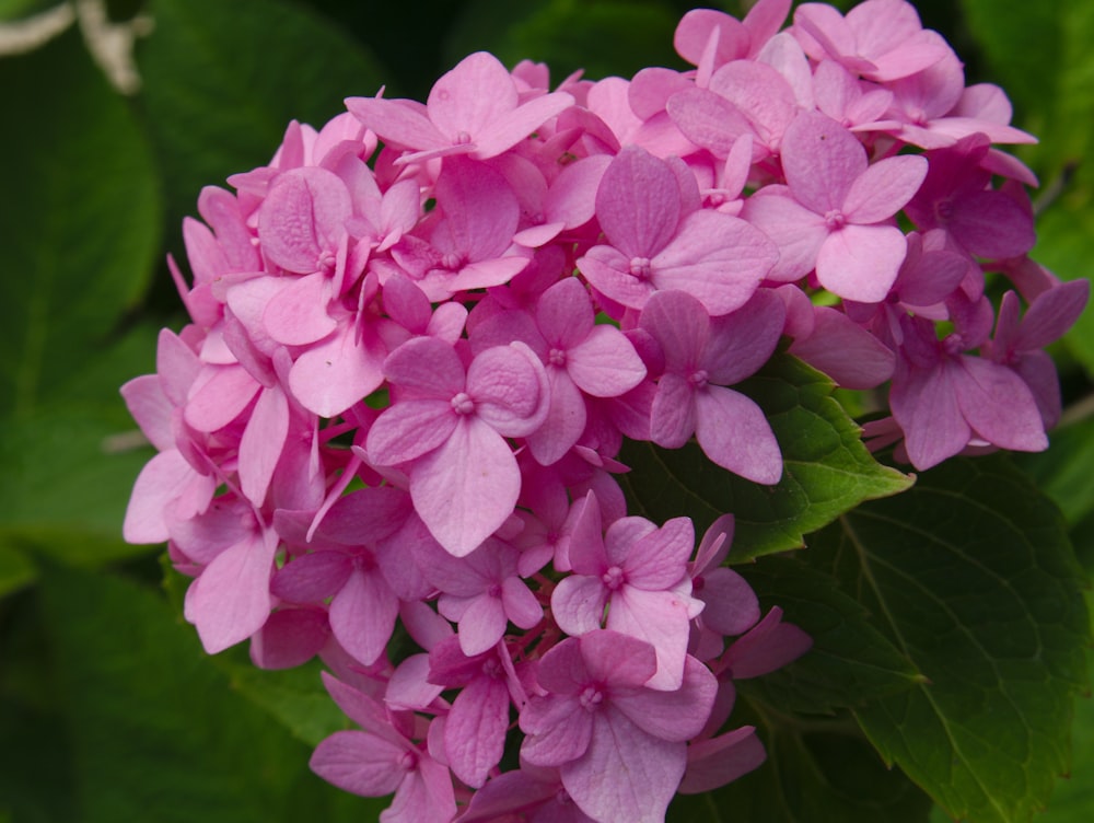 a close up of a pink flower with green leaves