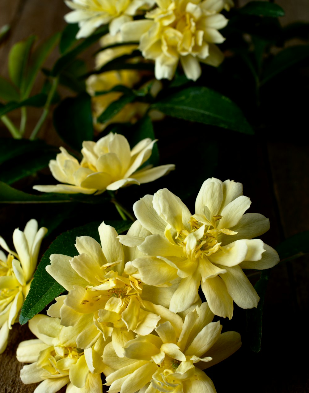 a group of yellow flowers sitting on top of a wooden table