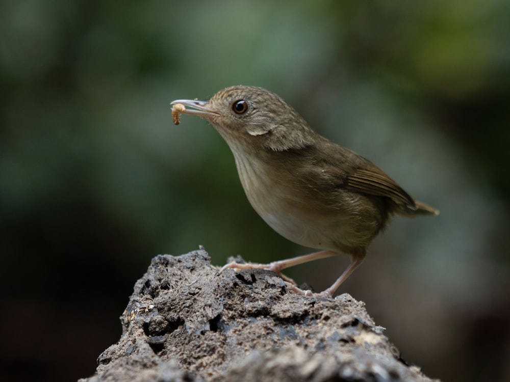 餌を口にくわえた小鳥