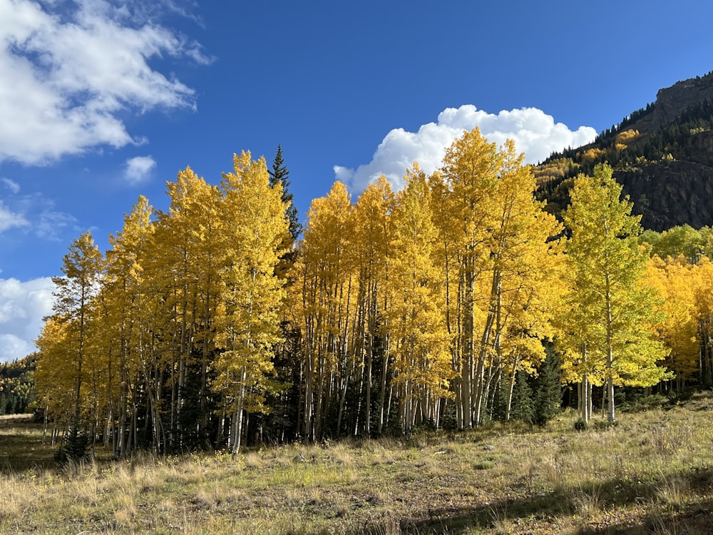 a group of trees that are in the grass