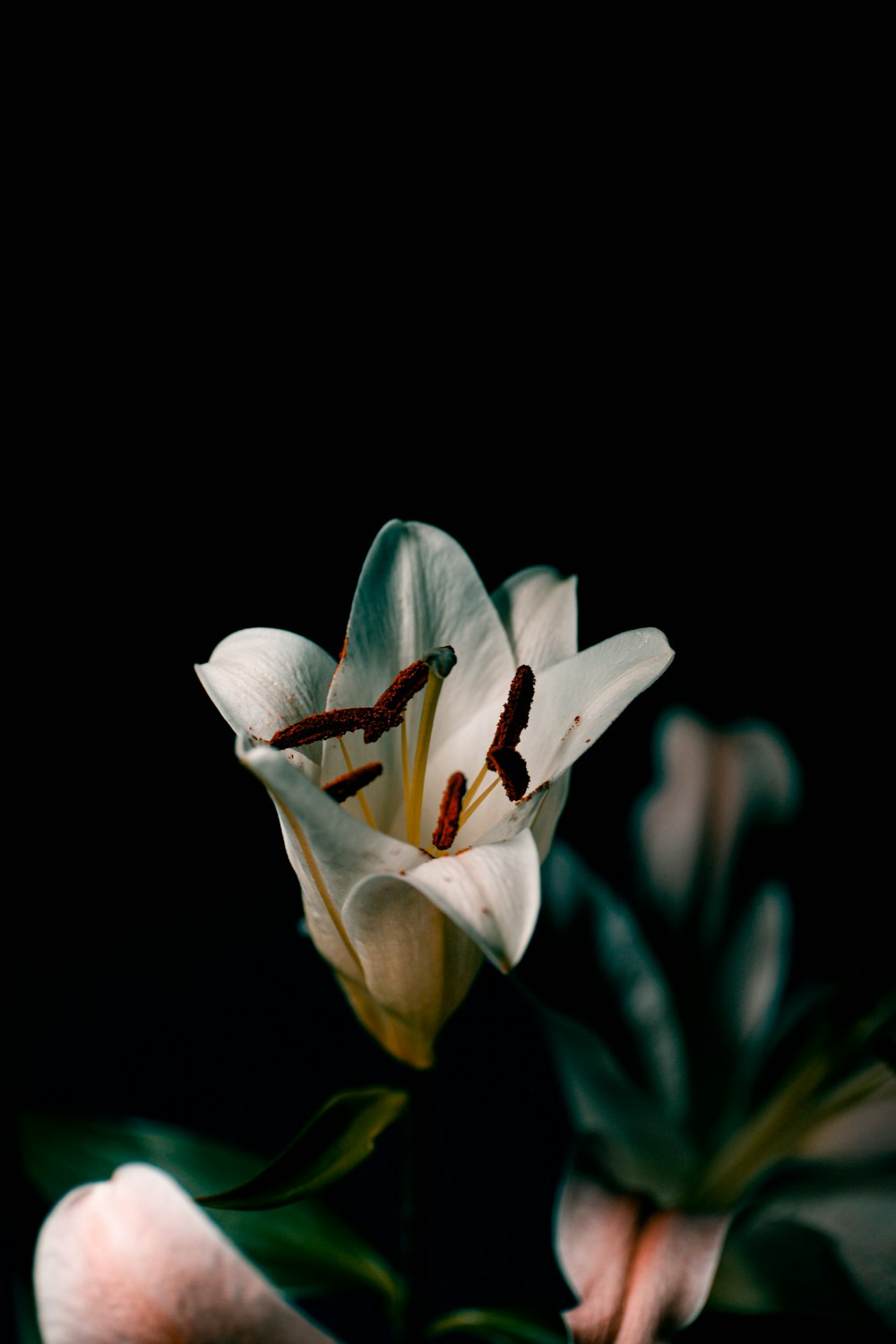 a close up of a flower on a black background