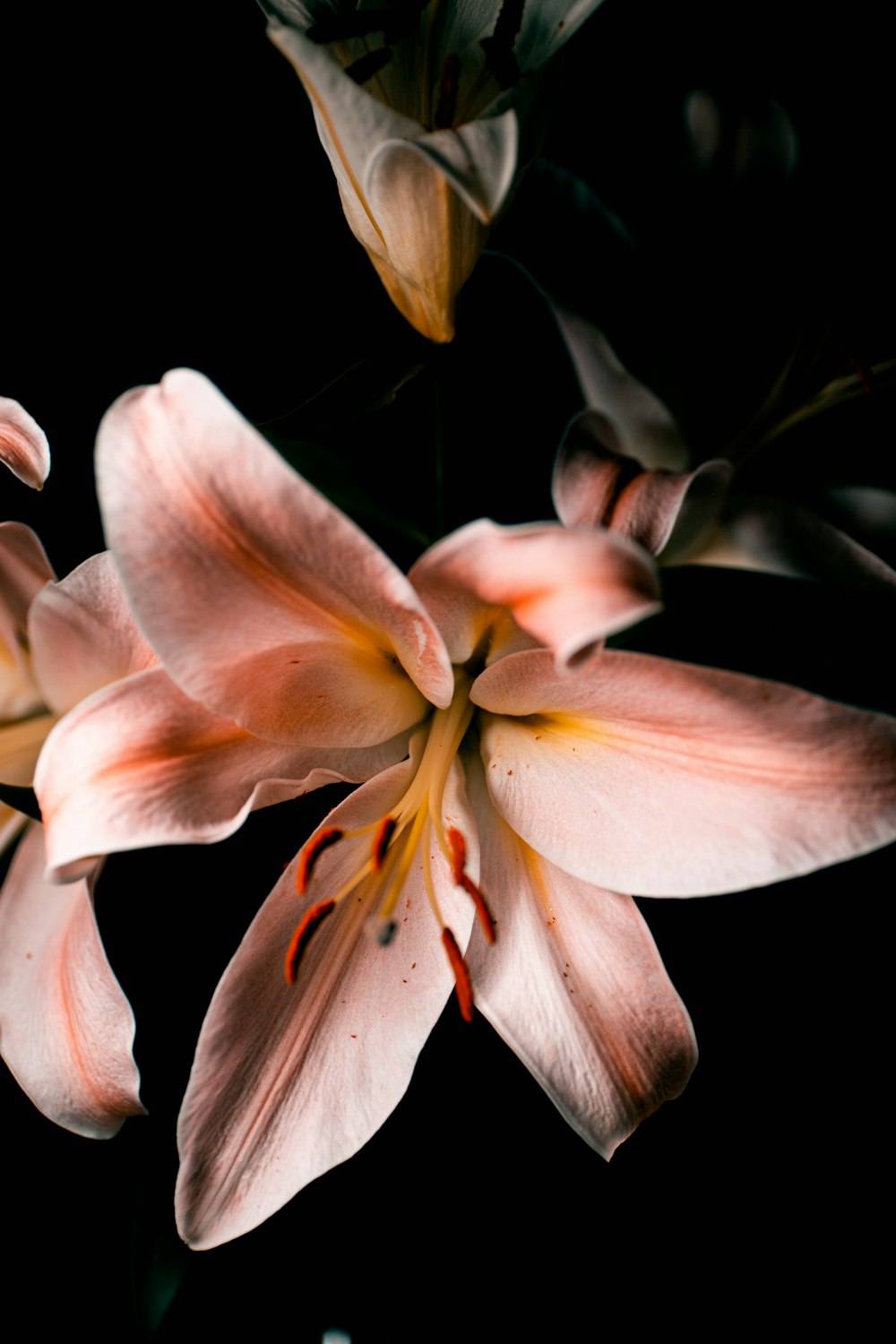 a close up of a flower on a black background