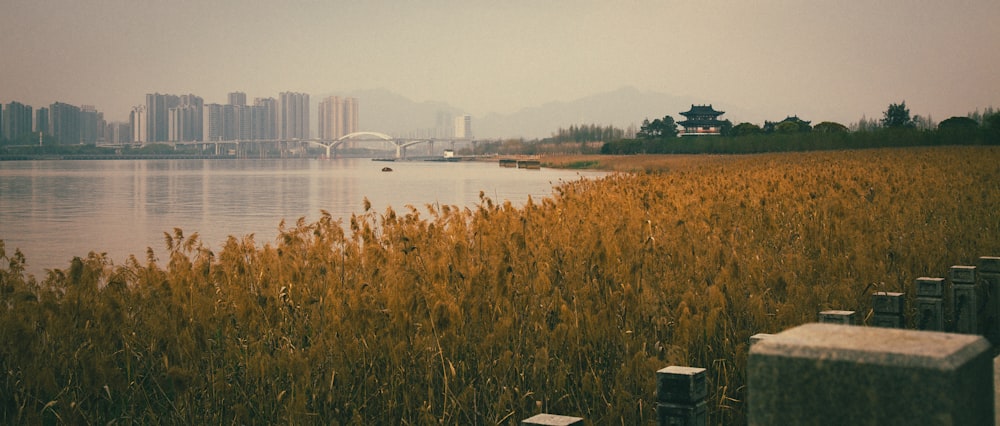 a body of water surrounded by tall grass