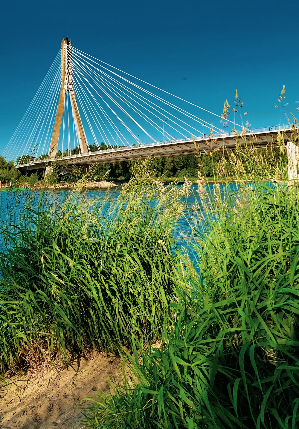 a bridge over a body of water surrounded by tall grass