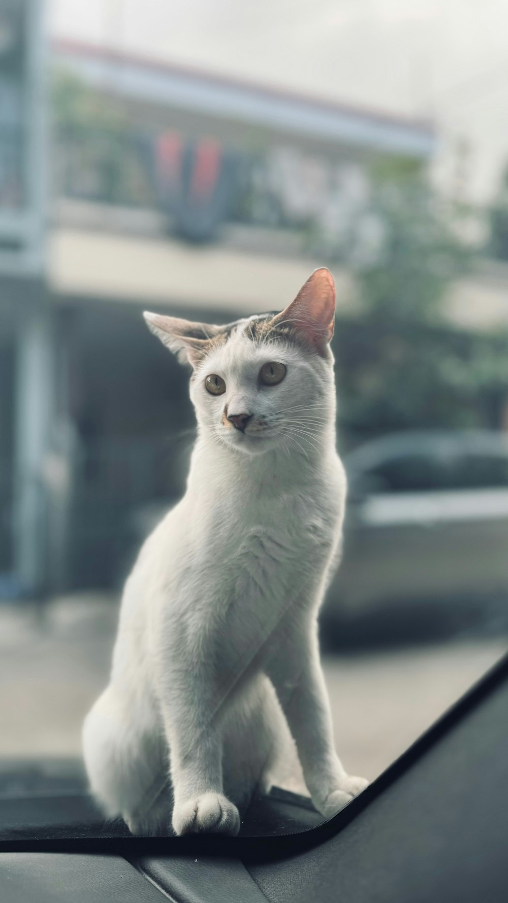 a white cat sitting on the hood of a car