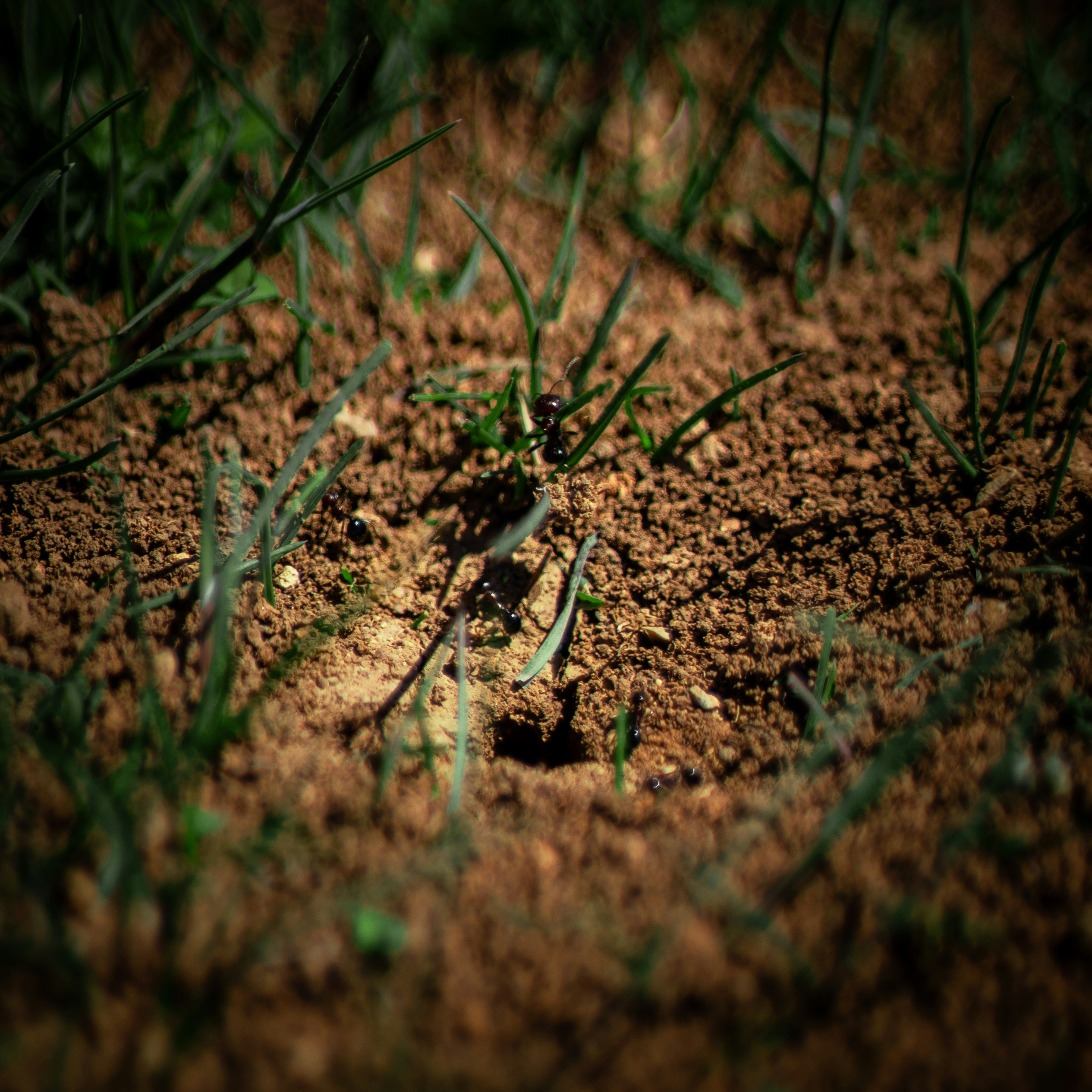 un primo piano di un terreno sterrato con erba