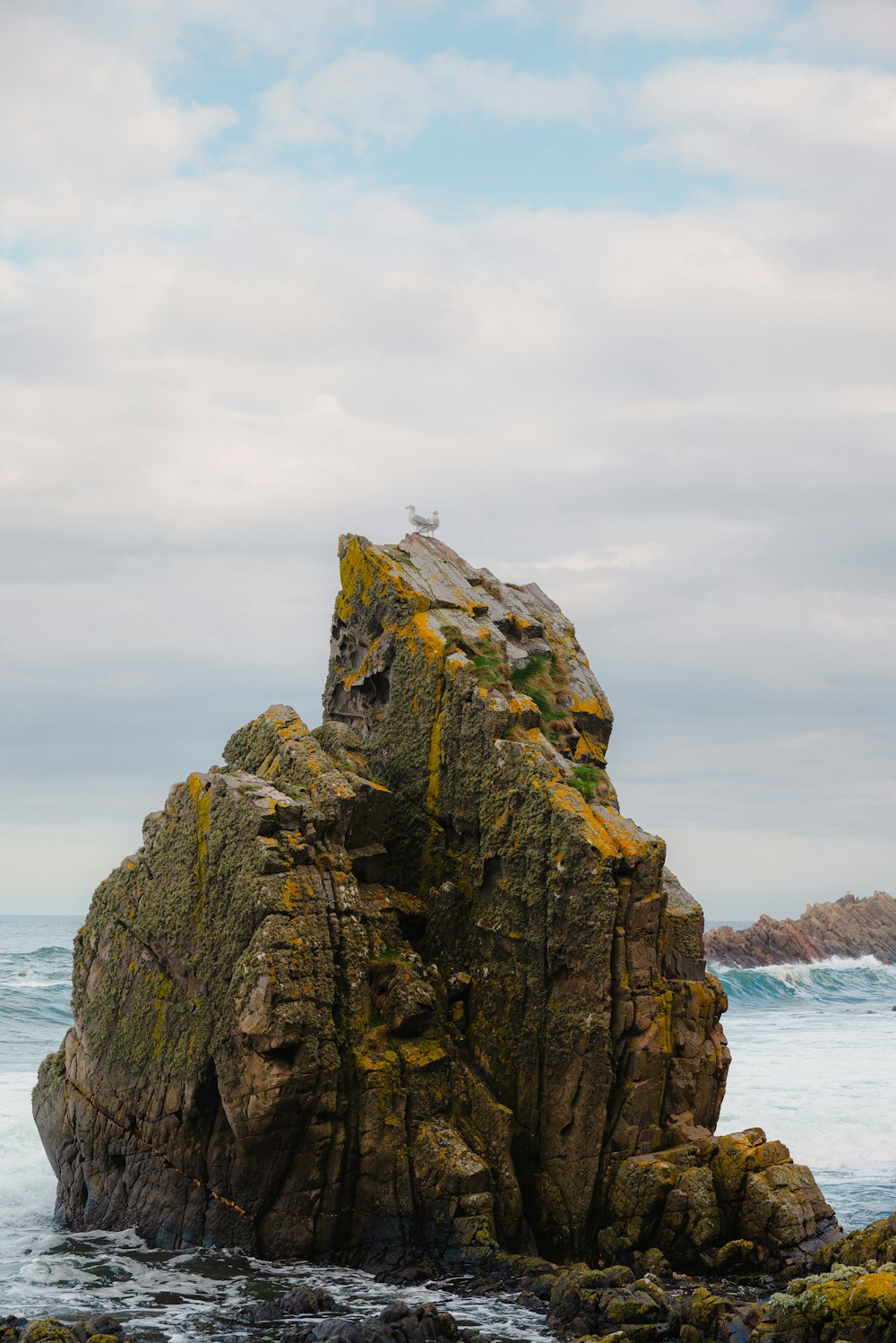 un uccello seduto su una roccia vicino all'oceano