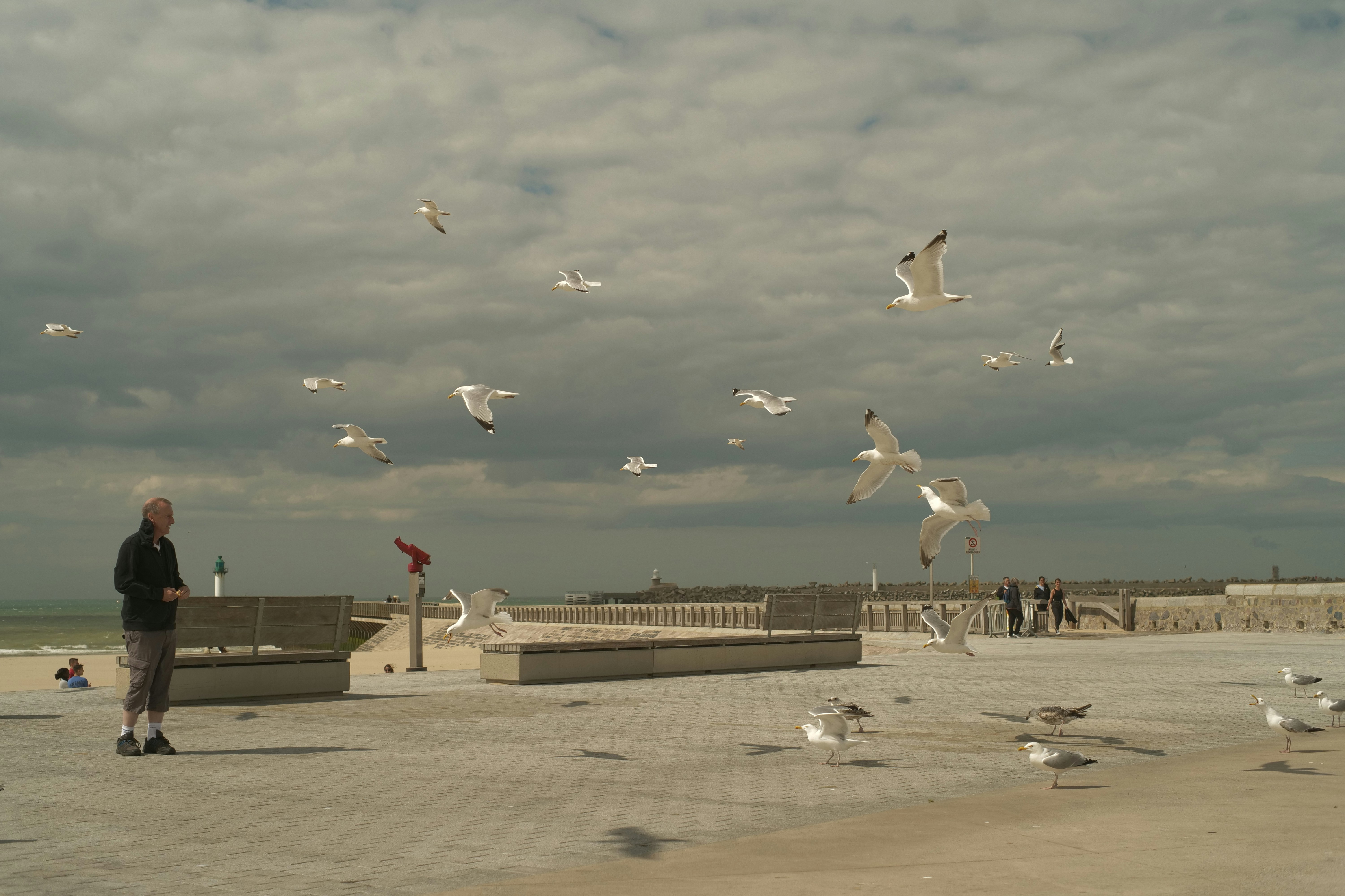 a flock of seagulls flying over a beach, 
