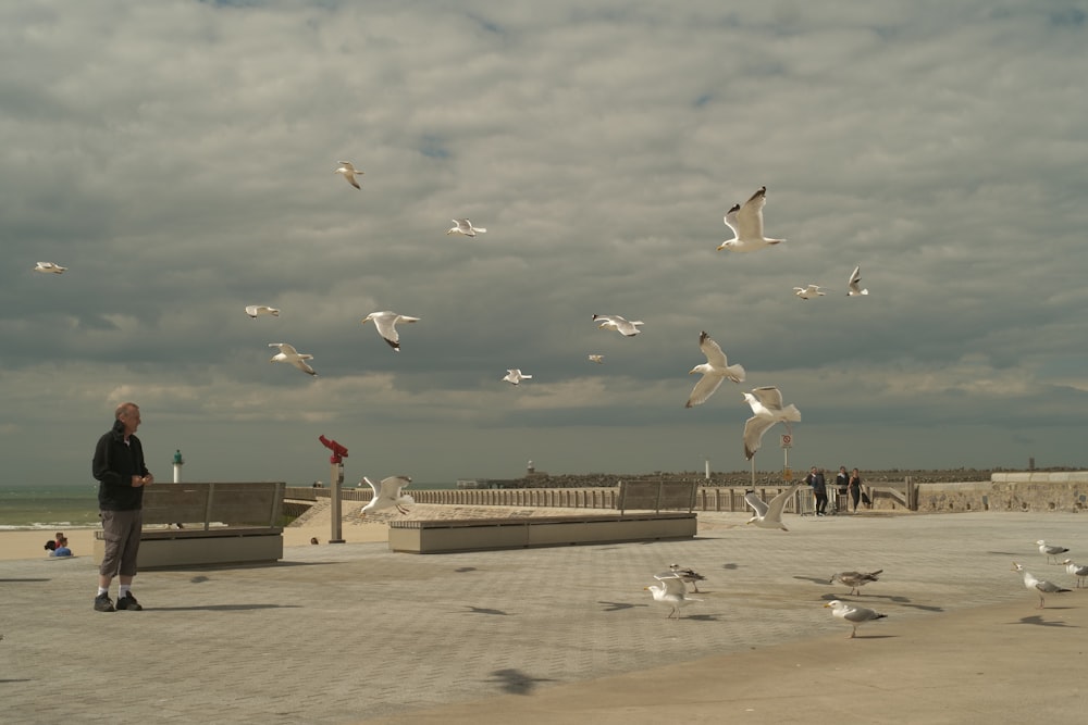 a flock of seagulls flying over a beach