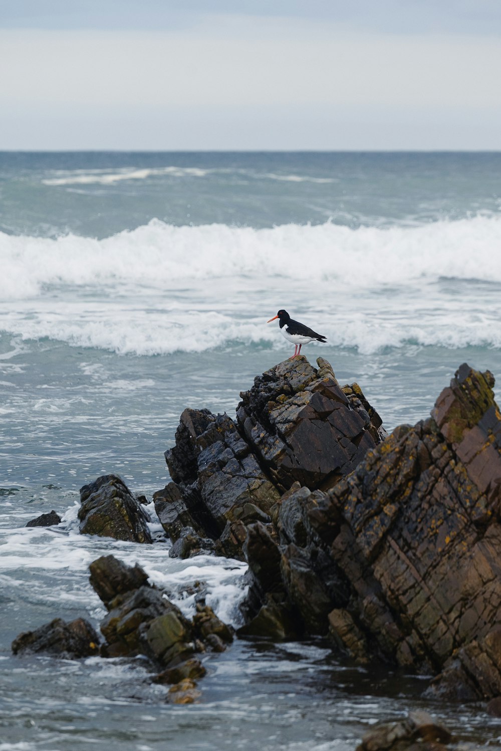 un uccello seduto in cima a una roccia vicino all'oceano