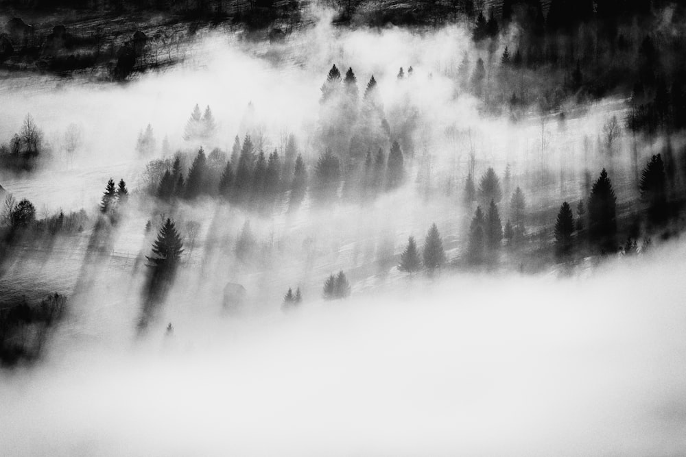 a black and white photo of a foggy forest