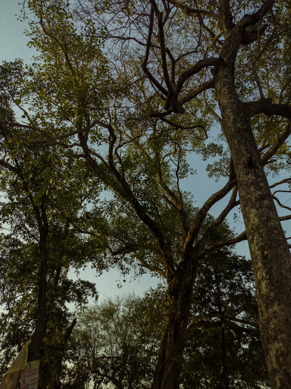 a couple of trees that are next to each other