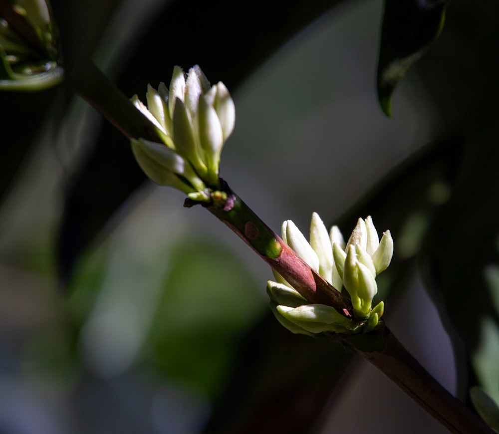 a close up of a flower on a tree branch