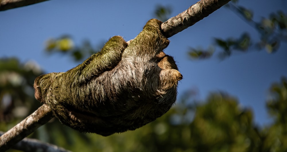 un paresseux suspendu à l’envers sur une branche d’arbre