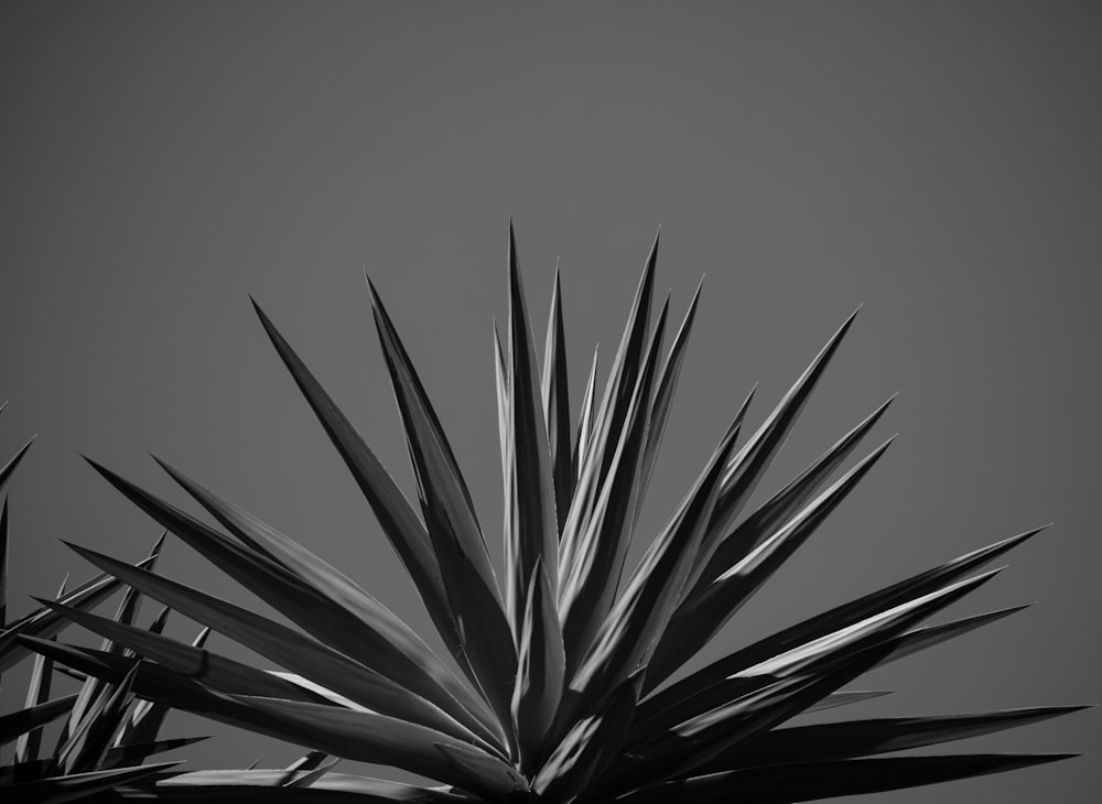 a black and white photo of a plant