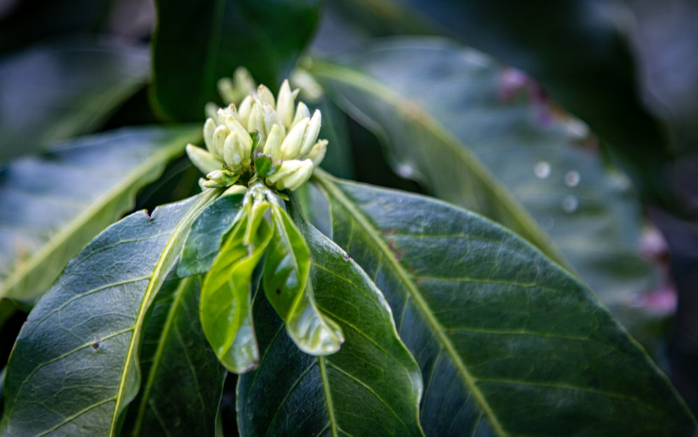 a close up of a green plant with leaves