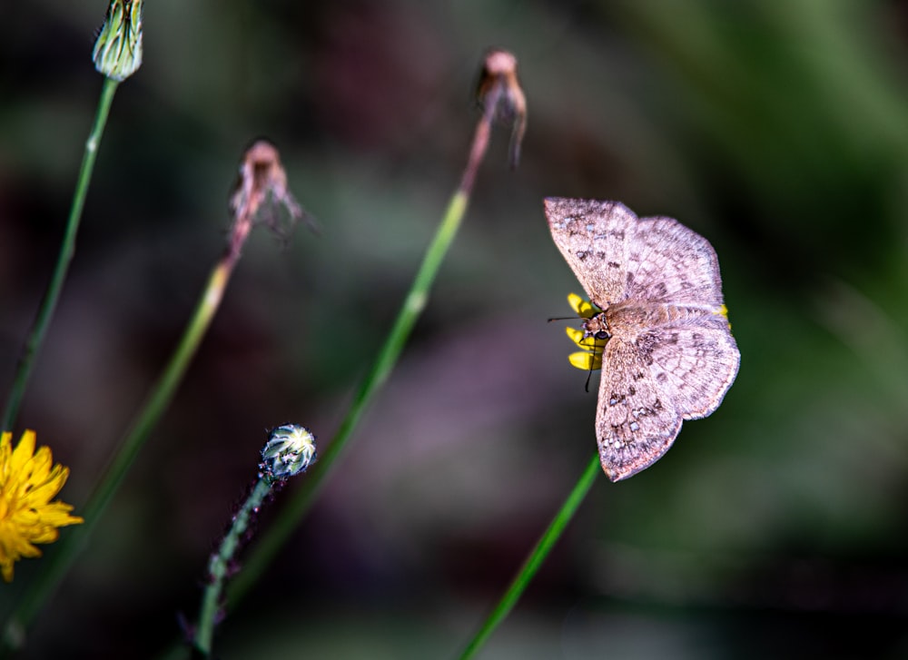 a close up of a flower with a bug on it