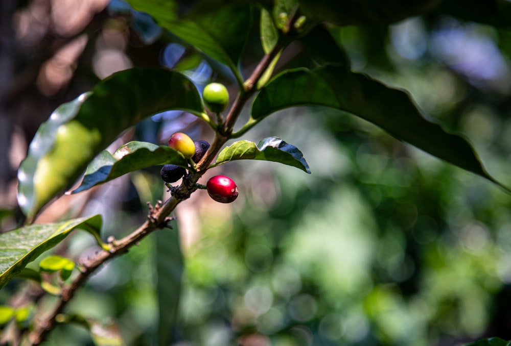 a branch with berries and leaves on it