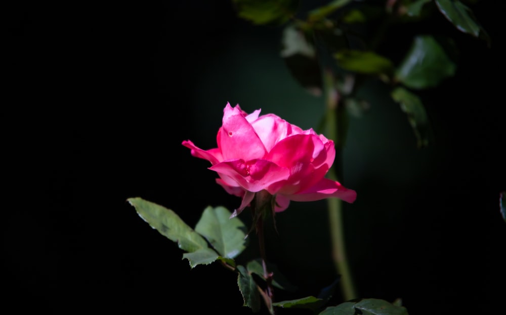 a pink rose with green leaves on a black background