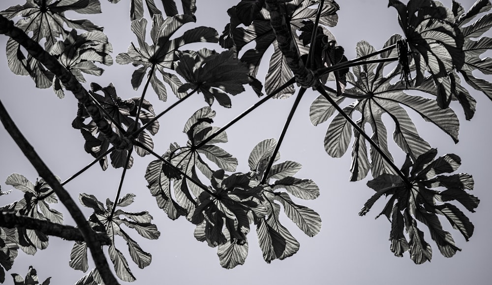 une photo en noir et blanc de feuilles sur un arbre