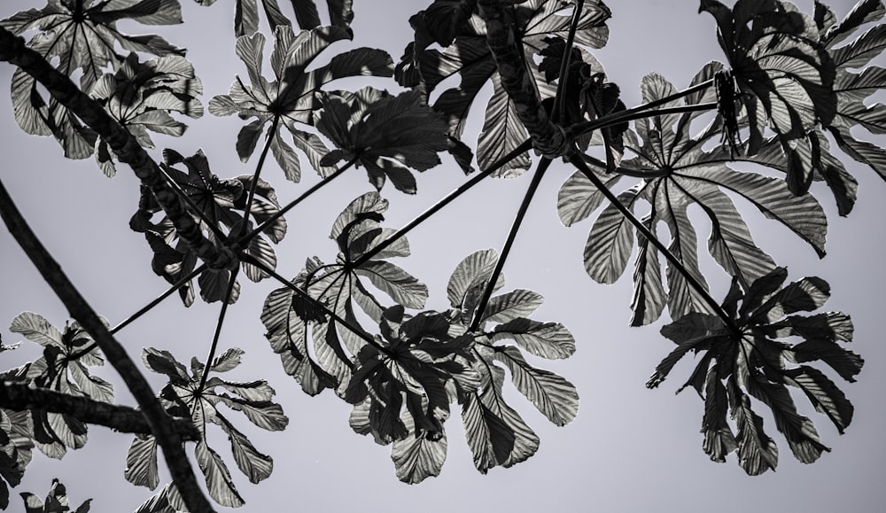 a black and white photo of leaves on a tree