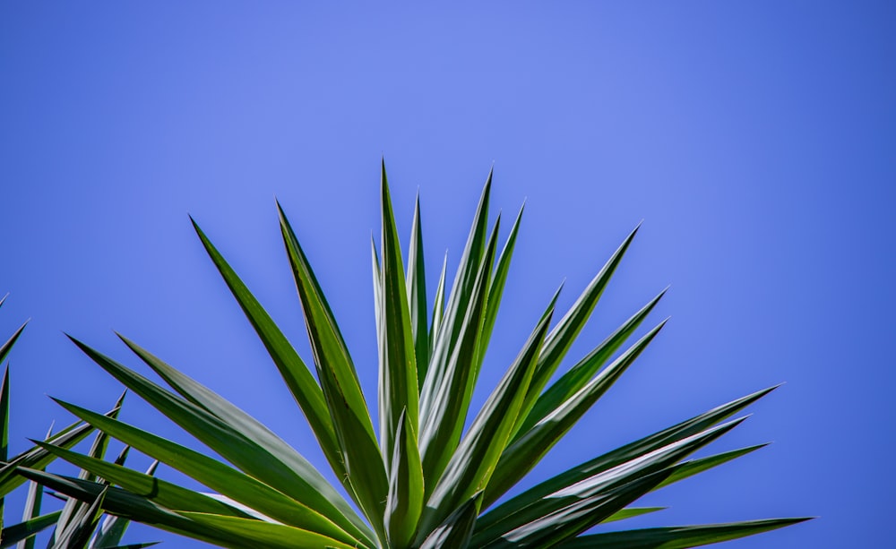 a palm tree with a blue sky in the background