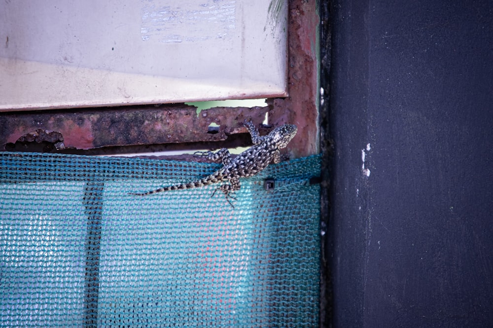 a lizard sitting on top of a blue net