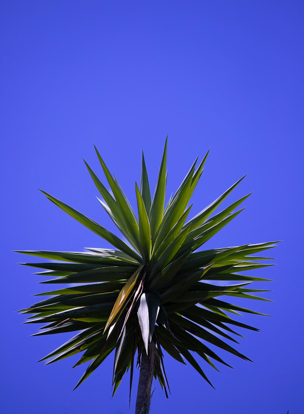 eine Palme mit blauem Himmel im Hintergrund