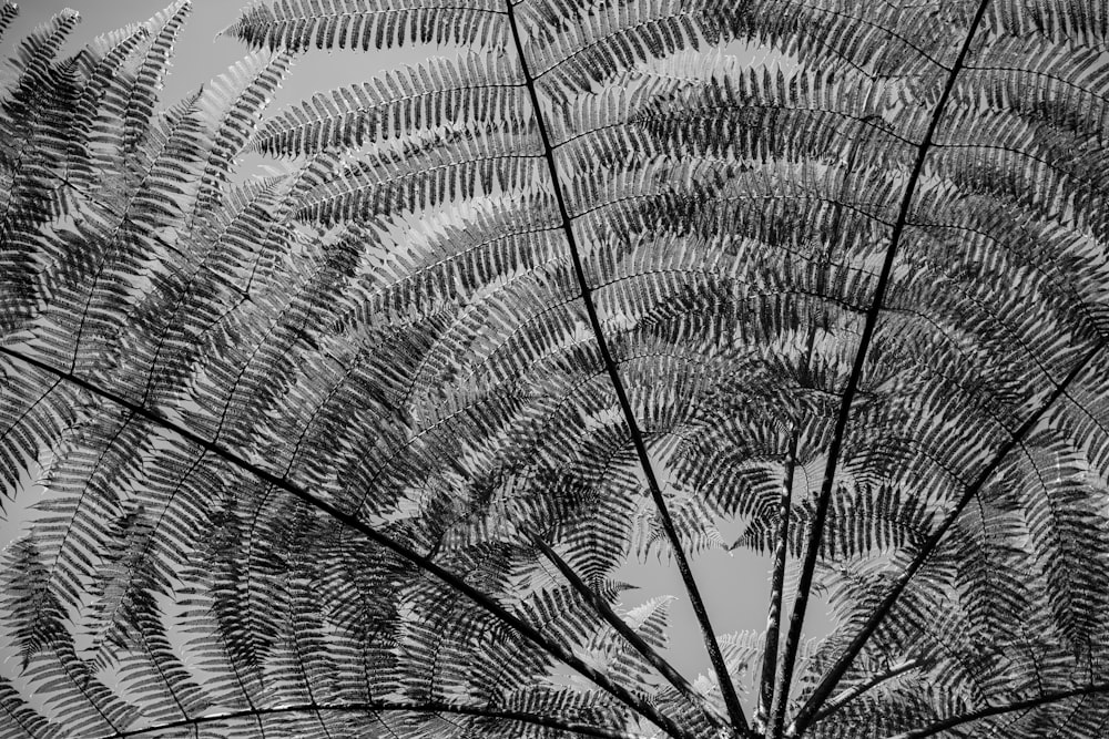 a black and white photo of a fern tree