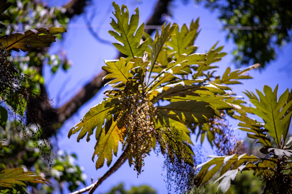 a close up of a tree with lots of leaves