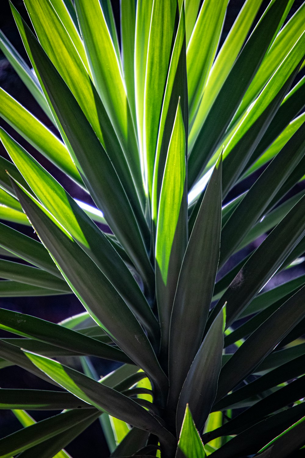 a close up of a plant with green leaves