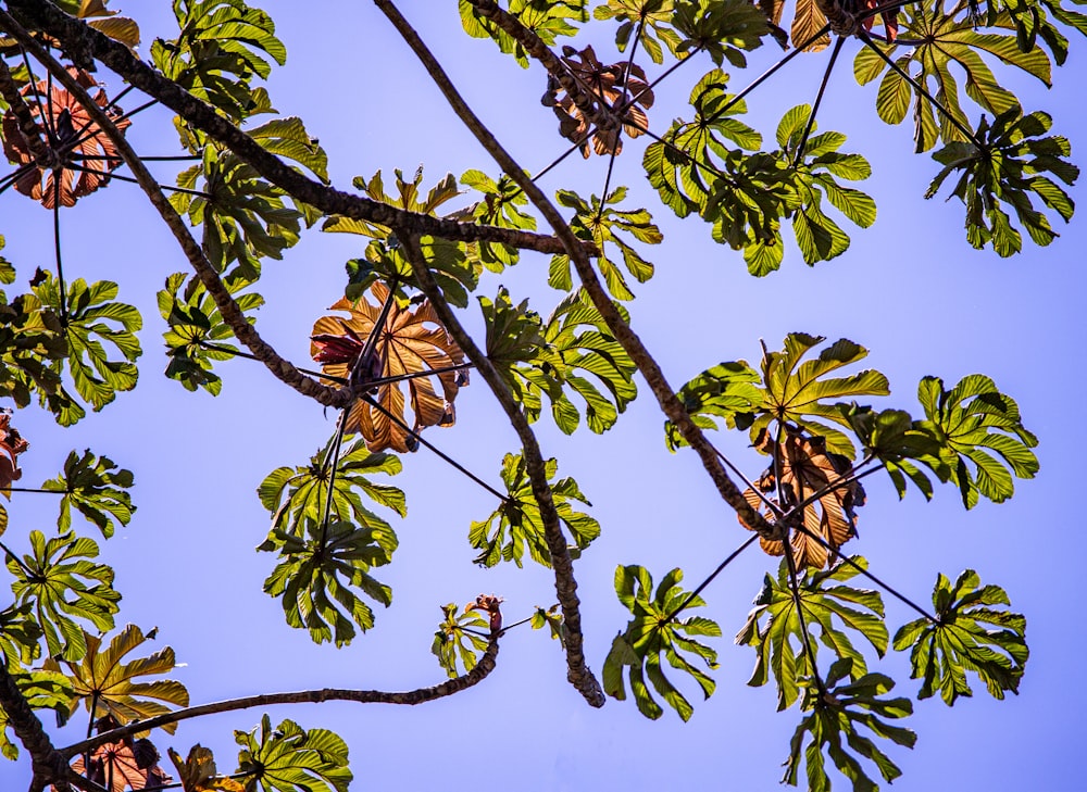 the leaves of a tree against a blue sky