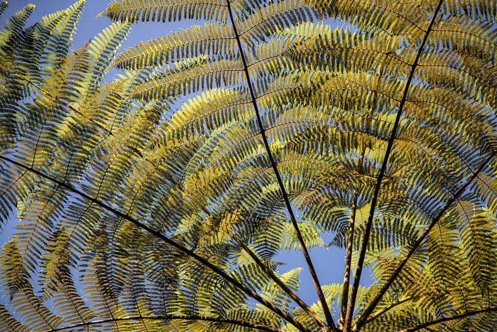 a close up of a tree with lots of leaves