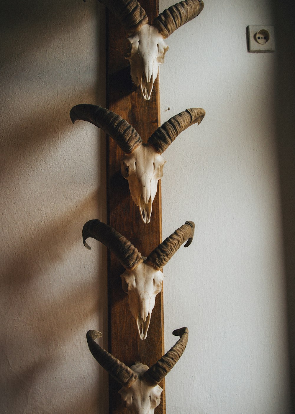 a group of long horn steer heads mounted on a wall