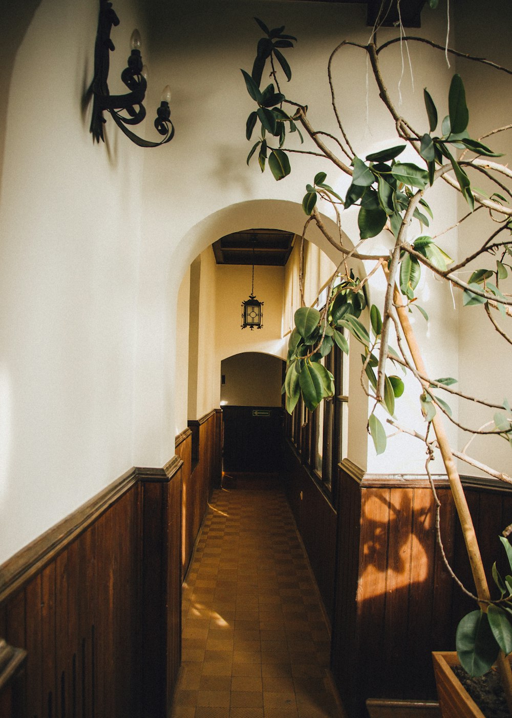 a hallway with a tree in the middle of it