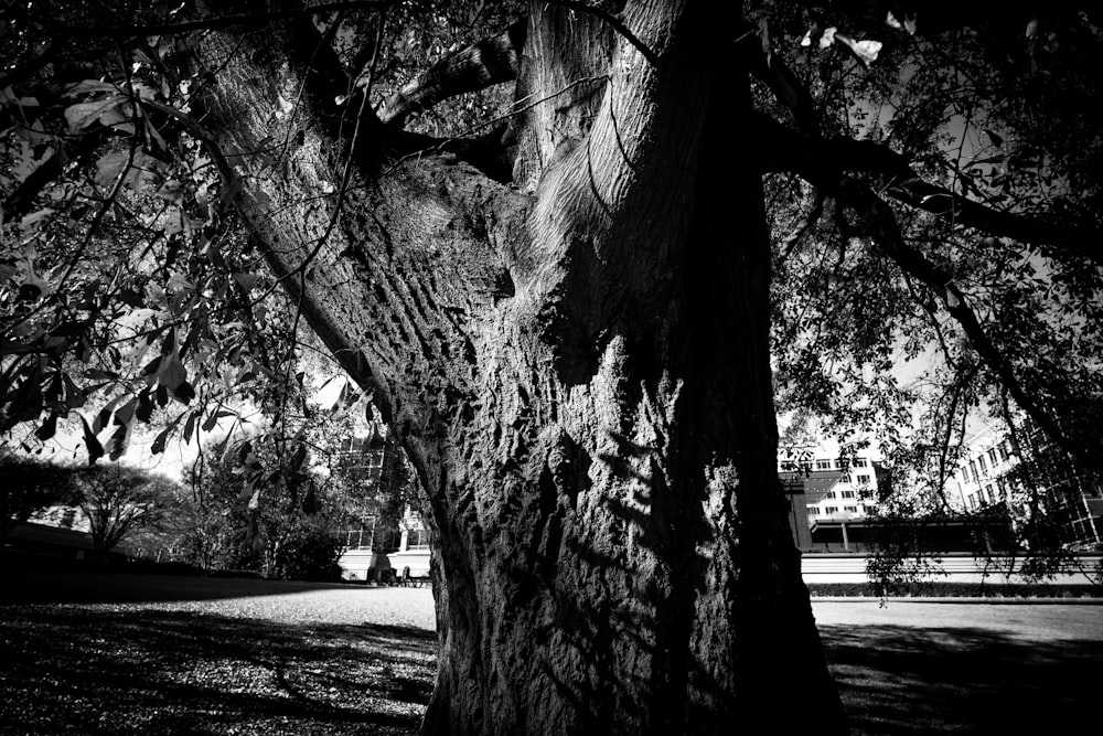 a black and white photo of a tree in a park