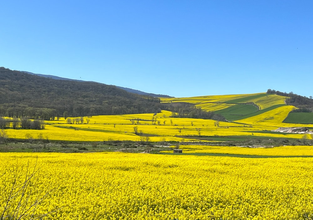 un champ plein de fleurs jaunes avec des collines en arrière-plan