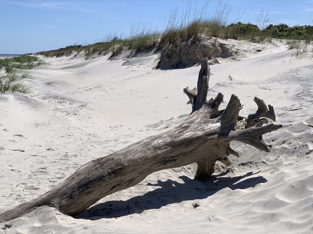 a fallen tree on a sandy beach near the ocean